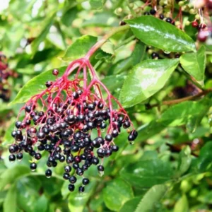 Elderberry Plants Live Pack - 2 Well Rooted Bushes 6-12 Inch Tall