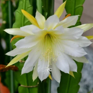 Epiphyllum Orchid Cactus Cutting 6-10 Inch Live Plant for Growing