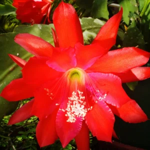Epiphyllum Orchid Cactus Cutting 6-10 Inch Live Plant for Growing