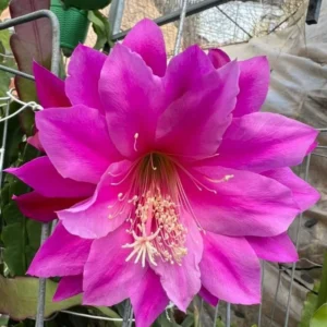 Epiphyllum Orchid Cactus Cutting 6-10 Inch Live Plant for Growing