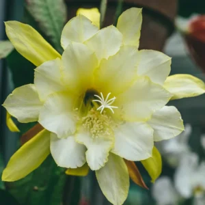Epiphyllum Orchid Cactus Cutting 6-10 Inch Live Plant for Growing