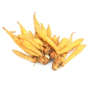 Finger Root Plant - 4-6 Inch Bare Root Outdoor Garden Plant