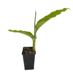 Galangal Root Plant, Thai Ginger Starter, 4-6 Inch, Outdoor Garden Plant