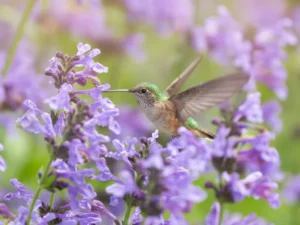 Garden with birds, Creating a Wildlife Habitat