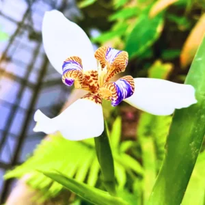 Iris Plants - 4 Walking Iris Plants, 5 Inch Bareroot, Purple Flowering