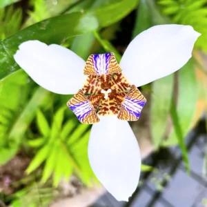 Iris Plants - 4 Walking Iris Plants, 5 Inch Bareroot, Purple Flowering