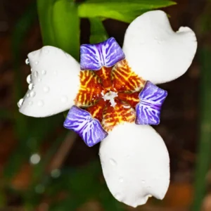 Iris Plants - 4 Walking Iris Plants, 5 Inch Bareroot, Purple Flowering