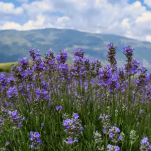Lavender Plants Live - 2 French Lavender Plants 4-6 Inches Bareroot - Flower Plants