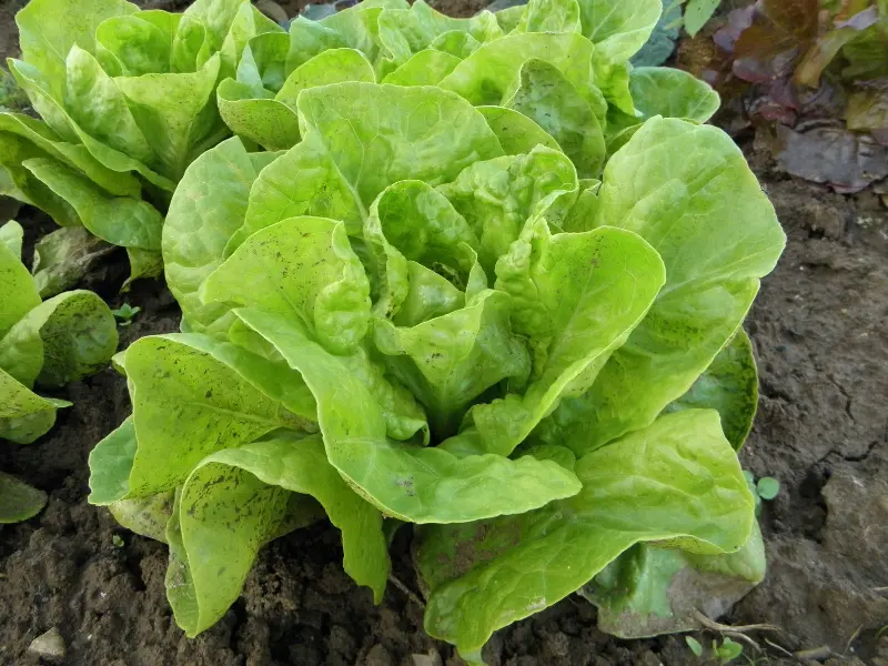 Lettuce , Vegetables to Plant in April
