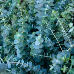 Live Eucalyptus Plant Silver Tree - Indoor/Outdoor Houseplant