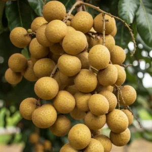 Longan Fruit Tree - Live Plant Potted 7-11 Inches For Garden