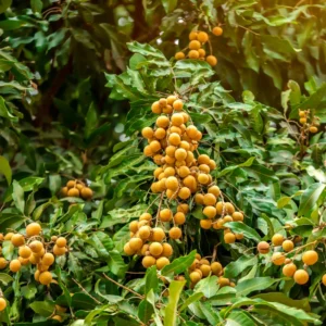 Longan Fruit Tree - Live Plant Potted 7-11 Inches For Garden