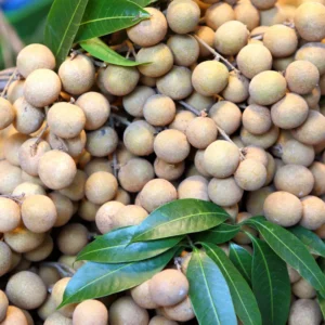 Longan Fruit Tree - Live Plant Potted 7-11 Inches For Garden