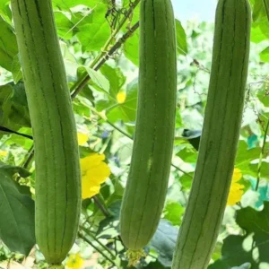 Luffa Gourd Seeds - 20 Pack Vegetable Tree Seeds - Large Size