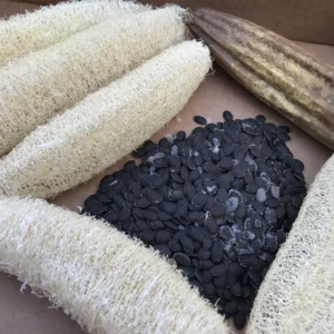 Luffa Gourd Seeds - 20 Pack Vegetable Tree Seeds - Large Size