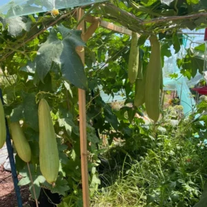 Luffa Gourd Seeds - 20 Pack Vegetable Tree Seeds - Large Size