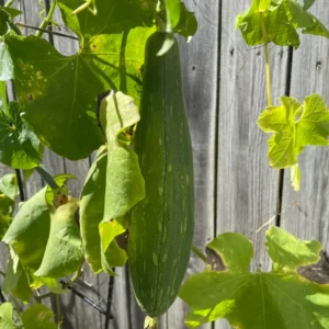 Luffa Gourd Seeds - 20 Pack Vegetable Tree Seeds - Large Size
