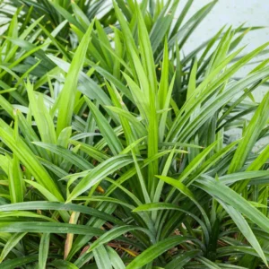 Pandan Plant Live Bareroot - 8-10 Inches - For Gardening