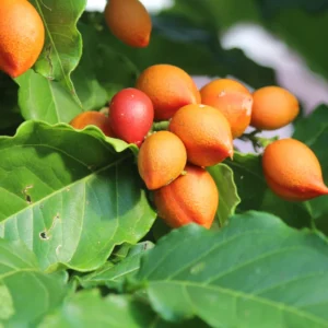 Peanut Butter Tree Plant Starter - 4-6 Inch Fruit Plant for Outdoor Garden
