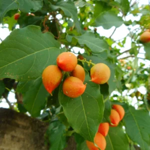 Peanut Butter Tree Plant Starter - 4-6 Inch Fruit Plant for Outdoor Garden