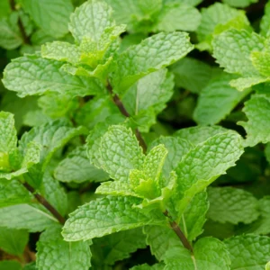 Peppermint Plants - 10 Live Vegetable Plants - 4 Inch Bareroots - Garden Herb