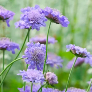 Scabiosa Live Plant Starter 4-6 Inch Potted Flower Garden Plant