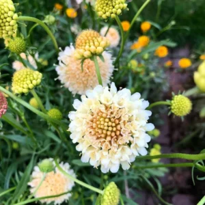 Scabiosa Live Plant Starter 4-6 Inch Potted Flower Garden Plant