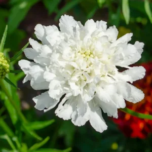 Scabiosa Live Plant Starter 4-6 Inch Potted Flower Garden Plant