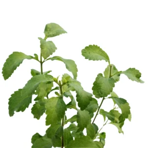 Stevia Plant Sweet Leaves Herb - 3-6 Inch Tall - Unpotted