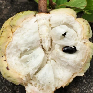 Sugar Apple Tree Seeds - Annona Squamosa - Tropical Fruit Growing