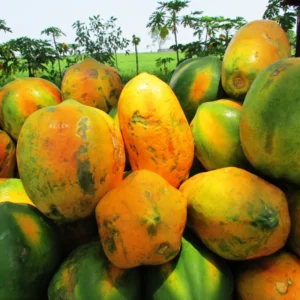 Sweet Papaya Tree Live Plant - 3.5 Inch Pot - Gardening Ready