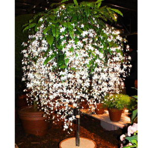 Clerodendrum Wallichii Live Plant - Vine to Grow - 5-9 inch Tall - Flowering Plant