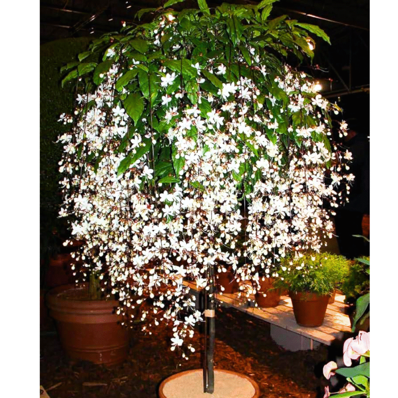 Clerodendrum Wallichii Live Plant - Vine to Grow - 5-9 inch Tall - Flowering Plant