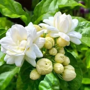 Arabian Jasmine Sambac Plant - 4 Inch Pot - Fragrant White Flowers