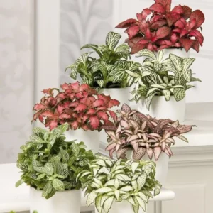 Assorted Polka Dot Plant 2'' Pot - Colorful Indoor Plant