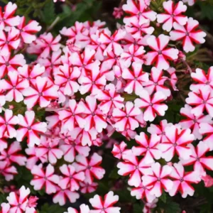 Bicolor Verbena Flower Plants - Trailing Verbena Perennial - 5-7'' Tall