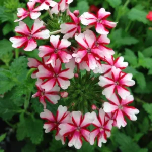 Bicolor Verbena Flower Plants - Trailing Verbena Perennial - 5-7'' Tall