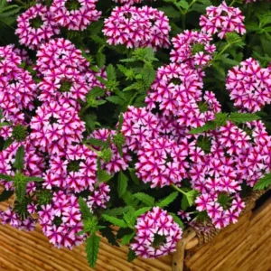 Bicolor Verbena Flower Plants - Trailing Verbena Perennial - 5-7'' Tall