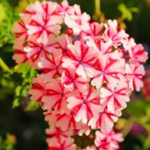 Bicolor Verbena Flower Plants - Trailing Verbena Perennial - 5-7'' Tall