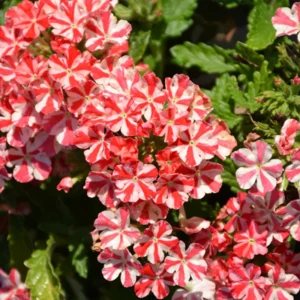 Bicolor Verbena Flower Plants - Trailing Verbena Perennial - 5-7'' Tall