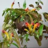 Black Pagoda Lipstick Plant 4 inch Pot Unique Houseplant