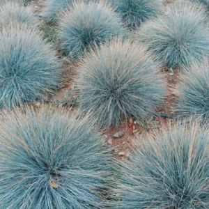 Blue Fescue Grass 2 Plants per Pot 4-6 Inch Ornamental