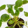 Chinese Money Tree Plant - 3 Inch Pot - Indoor Air Purifier