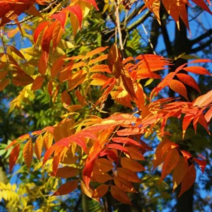 Chinese Pistache Tree 4-6 Inch Deciduous Shade Tree