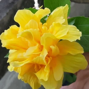 Double Yellow Hibiscus Plant Live, Hardy Flower, 5-9'' Tall