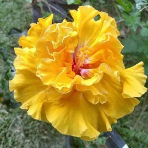 Double Yellow Hibiscus Plant Live, Hardy Flower, 5-9'' Tall
