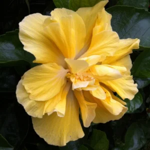 Double Yellow Hibiscus Plant Live, Hardy Flower, 5-9'' Tall