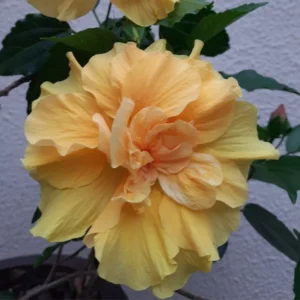Double Yellow Hibiscus Plant Live, Hardy Flower, 5-9'' Tall
