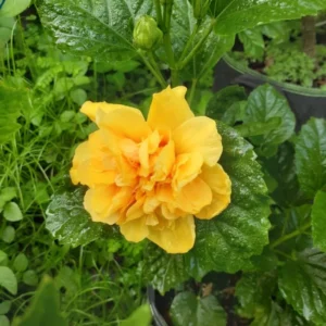 Double Yellow Hibiscus Plant Live, Hardy Flower, 5-9'' Tall
