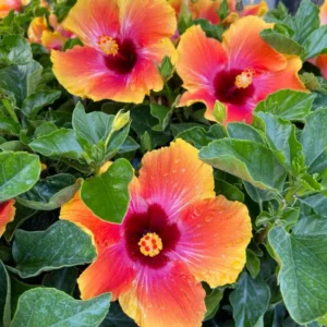Fiesta Hibiscus Plant Live Hardy Flower 5-9'' Tall Garden Ready